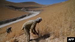 دهقانان در حال برداشت حاصلات گندم در افغانستان. 